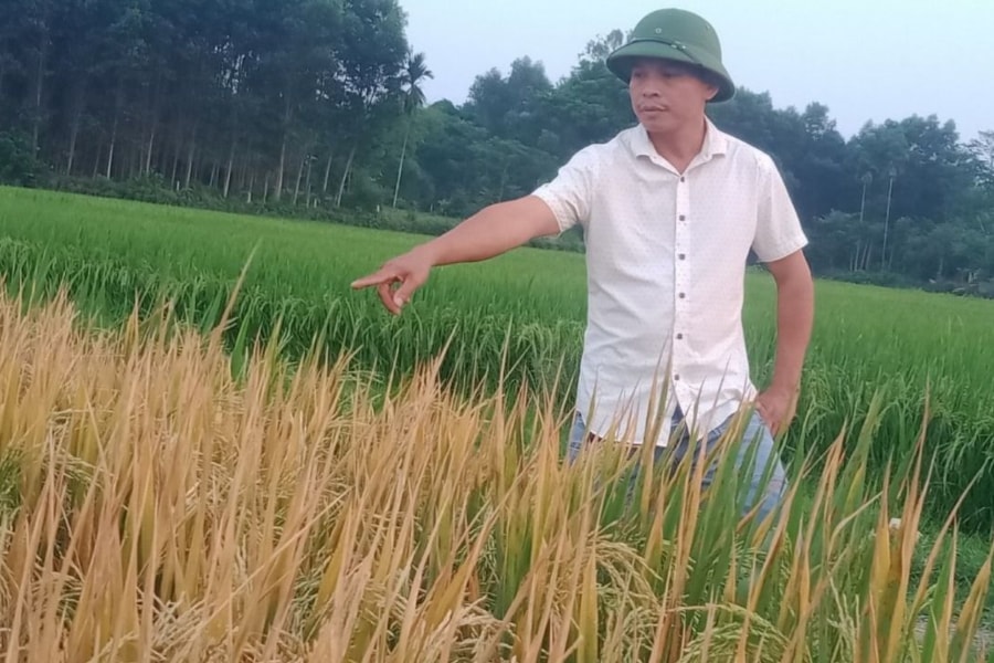 Điều tra vụ ruộng lúa chết cháy nghi bị phá hoại ở Thanh Chương