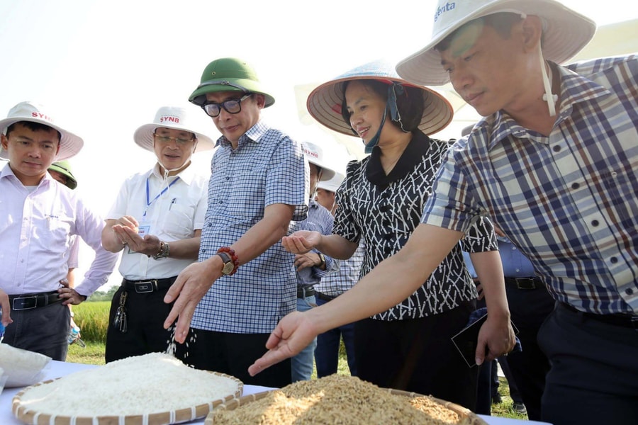 Giống lúa lai ba dòng SYN8: Thêm sự lựa chọn cho bà con nông dân 