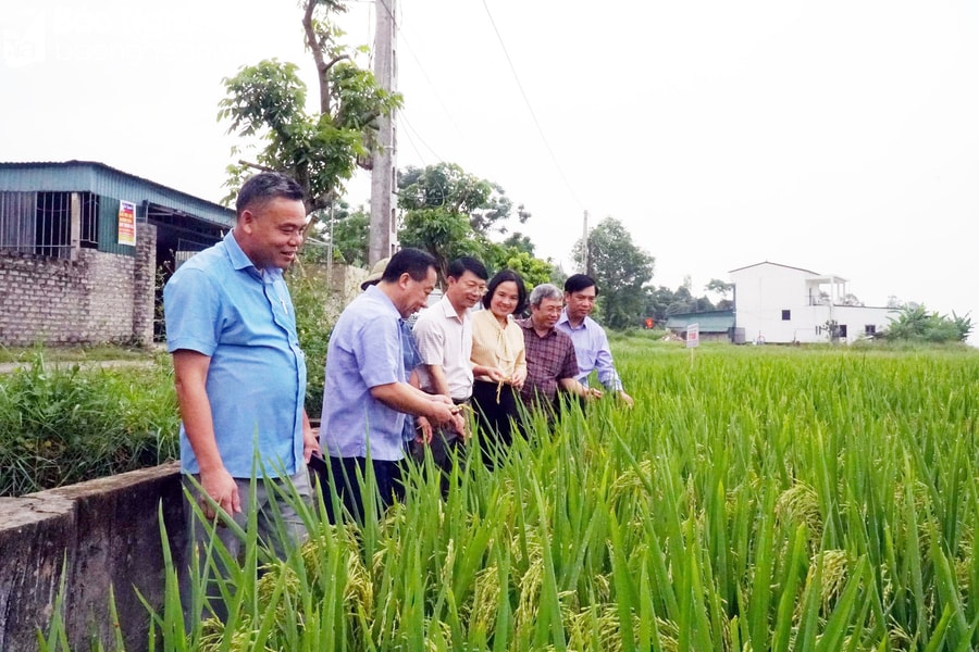 Phó Chủ tịch UBND tỉnh kiểm tra sản xuất vụ xuân tại Nghi Lộc, Hưng Nguyên và Nam Đàn 