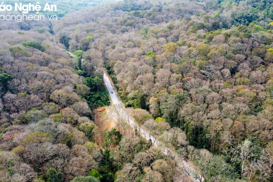 Chính phủ quy hoạch Nghệ An thành trung tâm lâm nghiệp ứng dụng công nghệ cao 