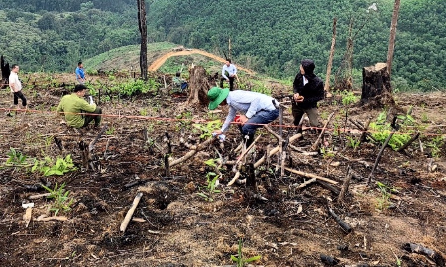 Làm rõ 3 vụ phá rừng, huyện Con Cuông xem xét đưa các đối tượng liên quan ra xét xử lưu động