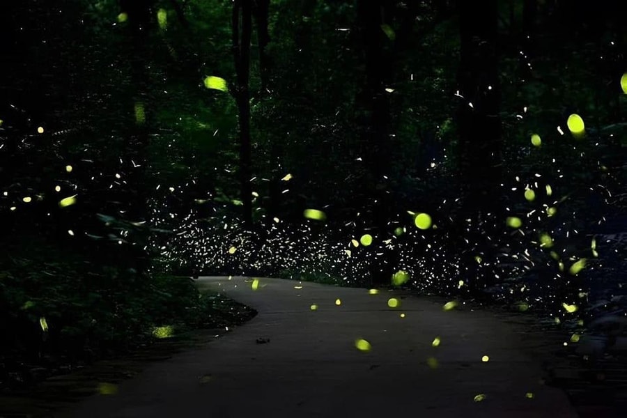 Tour đêm xuyên rừng, ngắm đom đóm tại Cúc Phương gây chú ý