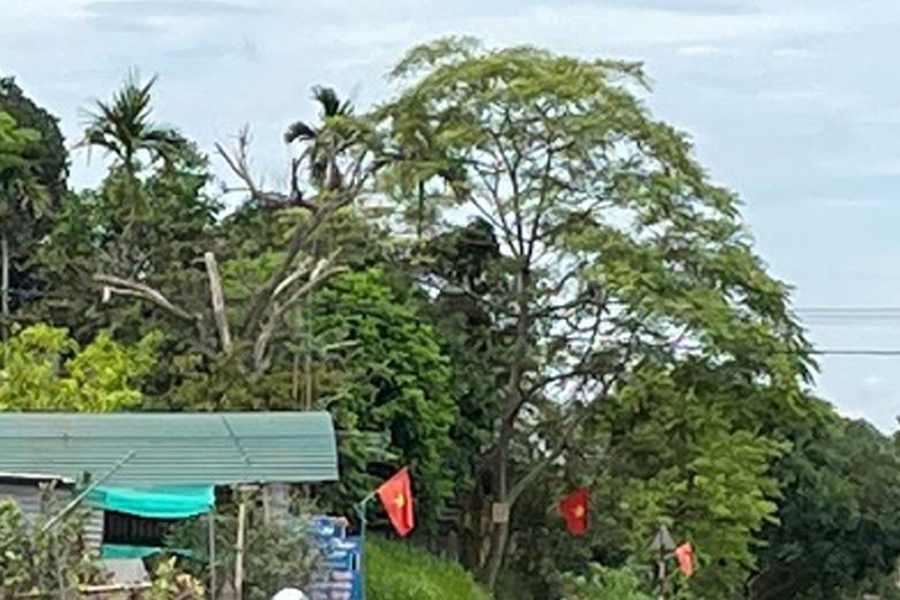 Lòng đường bỗng dưng thành… sân phơi thóc