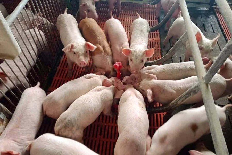 Giá lợn thịt tăng mạnh, người dân Nghệ An vẫn e ngại tái đàn