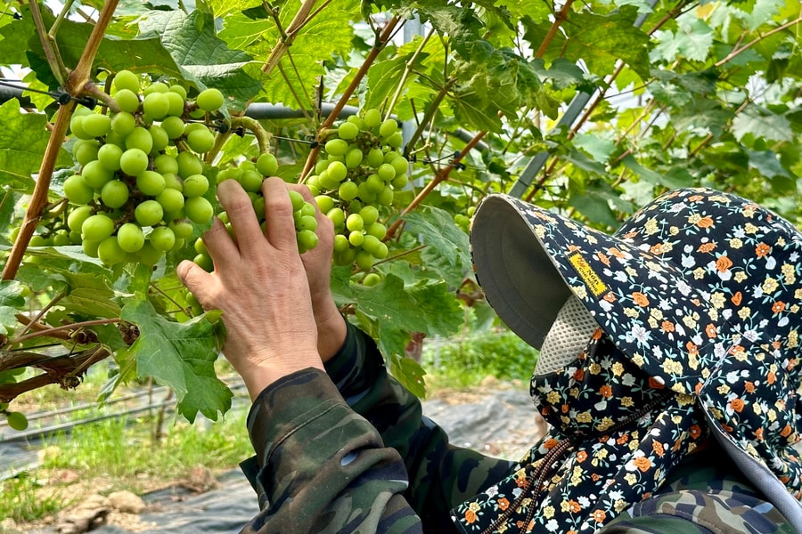 Nghệ An hướng tới xây dựng vùng chuyên canh nông nghiệp ứng dụng công nghệ số