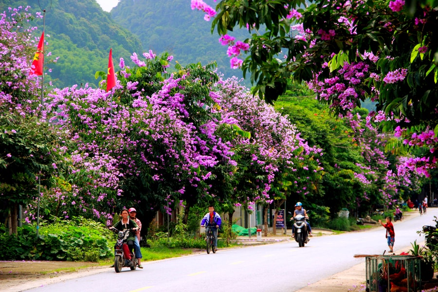 Tím ngắt những cung đường bằng lăng ở miền Tây xứ Nghệ