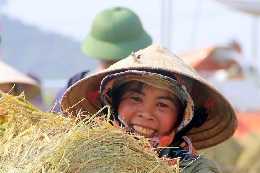 Cận cảnh mùa thu hoạch rơm ở Nghệ An