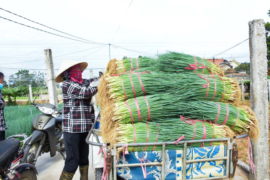 Hành hoa ở Nghệ An tăng giá gấp đôi