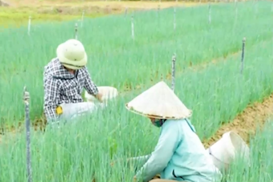 Hành hoa tăng giá mạnh, nông dân lãi khá