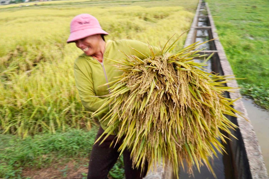 Năng suất lúa xuân Nghệ An ước đạt 69,15 tạ/ha, cao nhất từ trước tới nay 