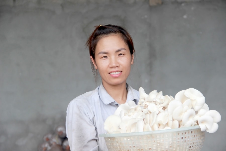 Nông dân Nghĩa Đàn trồng nấm bào ngư thân thiện với môi trường