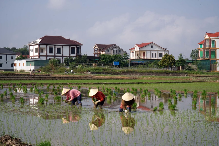 Nghệ An đẩy nhanh tiến độ sản xuất vụ hè thu 