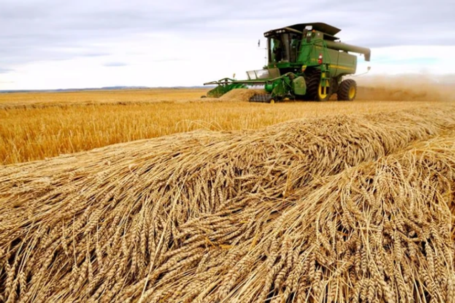 Phương Tây lo ngại Nga ngày càng kiểm soát ngành ngũ cốc 