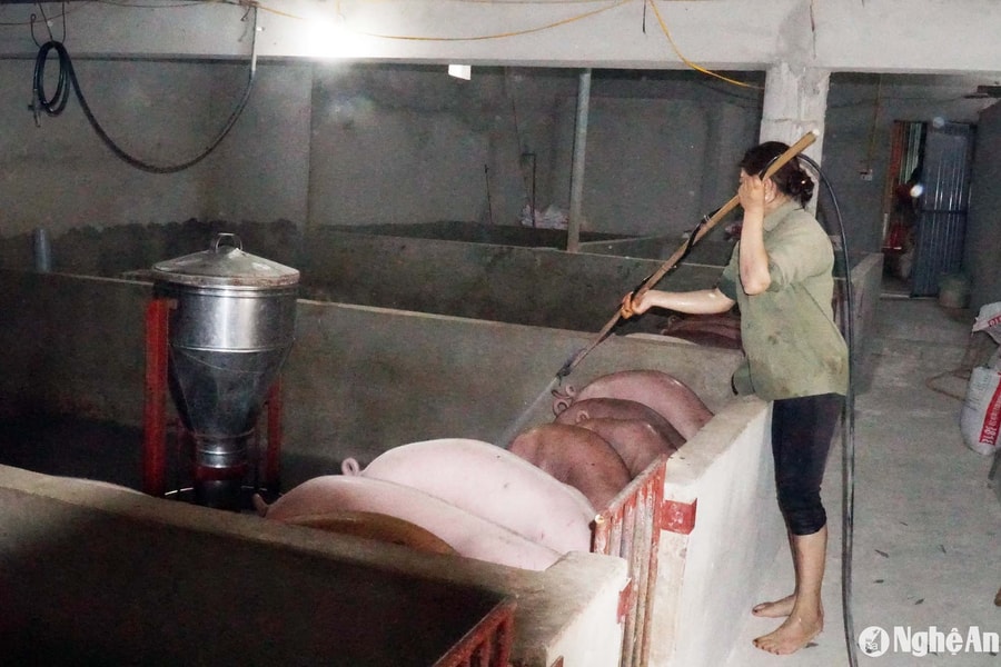 Người chăn nuôi mòn mỏi chờ nhận tiền hỗ trợ sau dịch bệnh