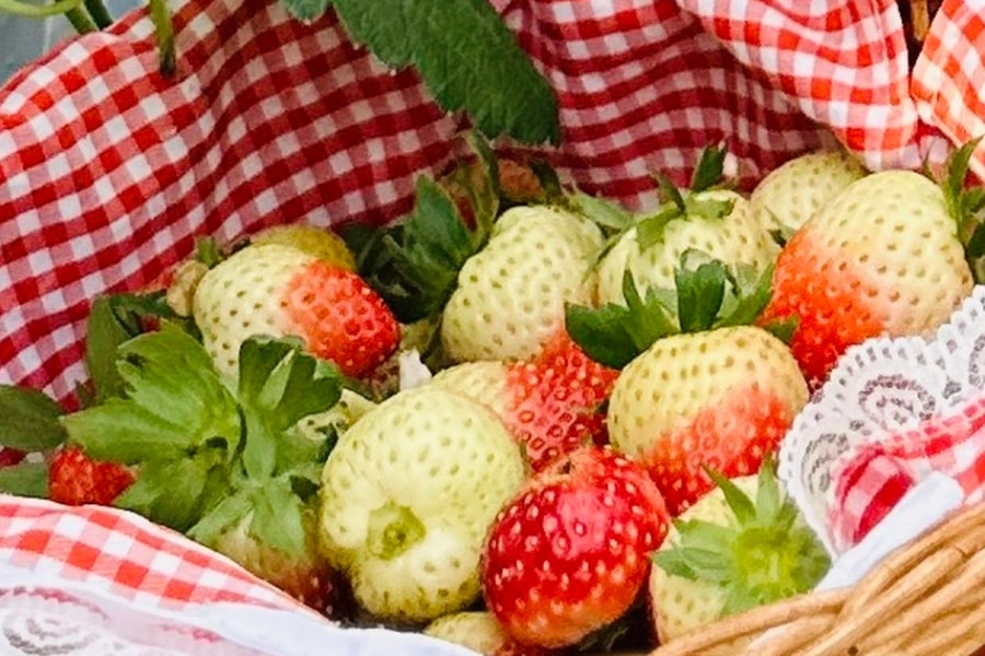 5 loại thực phẩm giúp cải thiện tâm trạng của bạn