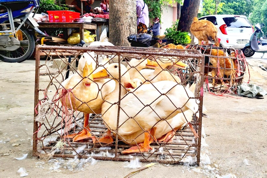 Thị trường Tết Đoan ngọ: Mua sắm online chiếm ưu thế