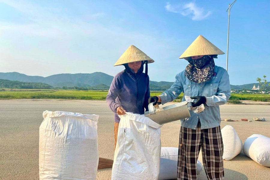 Bất cập từ việc nông dân dùng 'thóc thịt' để sản xuất hè thu ở Nghệ An