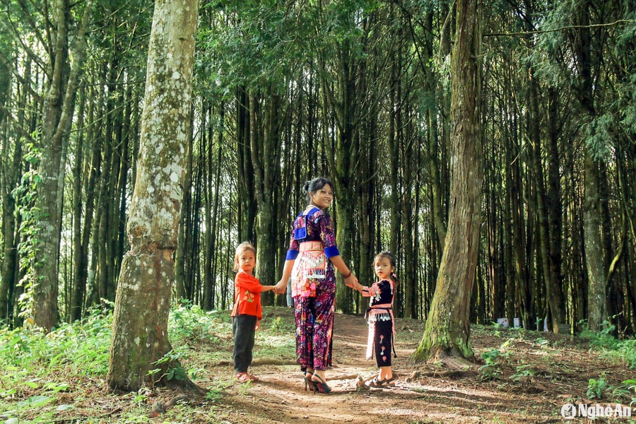 Khu rừng pơ mu đẹp như tranh vẽ ở miền Tây Nghệ An