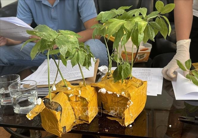 Khởi tố đối tượng bán cây giống sâm Ngọc Linh giả