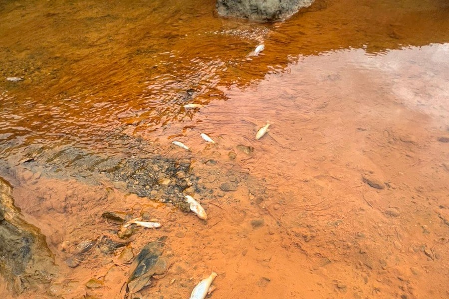 Lấy mẫu kiểm tra để làm rõ nguyên nhân cá chết bất thường ở Quỳ Hợp