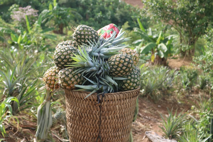 Kỳ Sơn vào mùa dứa mật