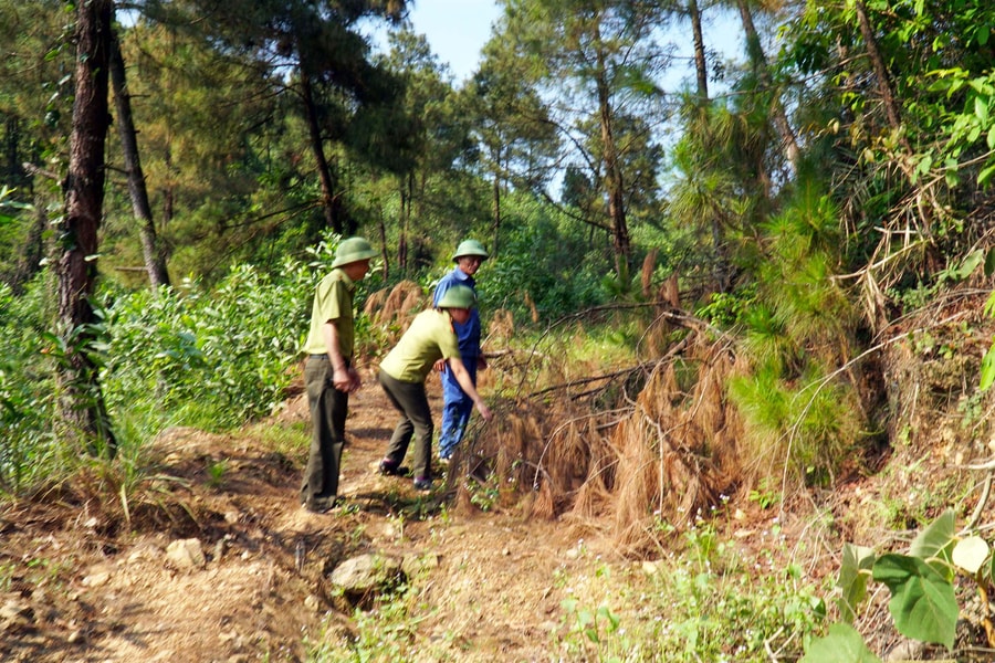 Nguy cơ cháy cao trên 12 nghìn ha rừng thông chưa xử lý thực bì ở Nghệ An