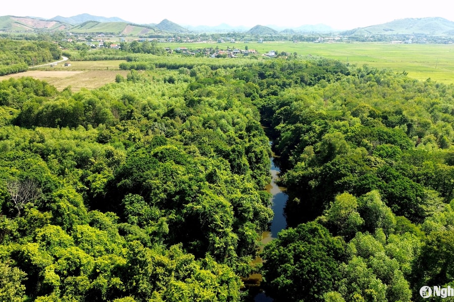 Khám phá rừng lim hàng trăm năm tuổi ở huyện lúa xứ Nghệ