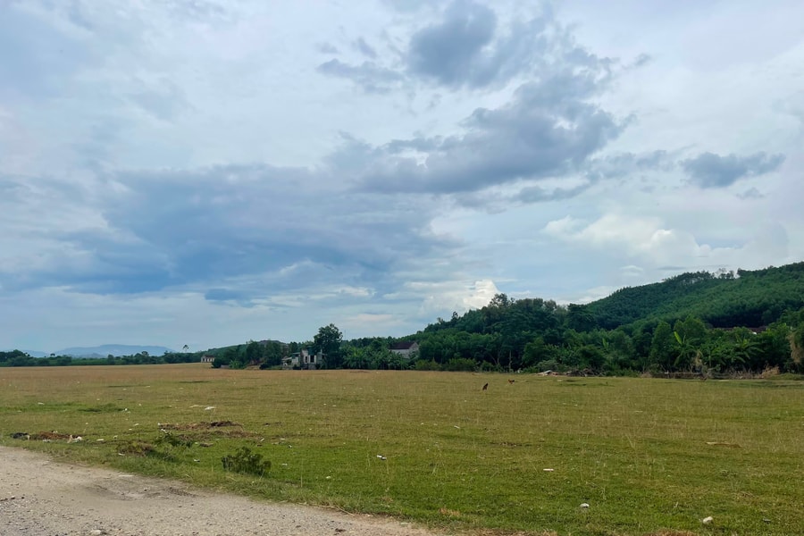 Dự án chất lượng cao thành nơi... chăn bò!