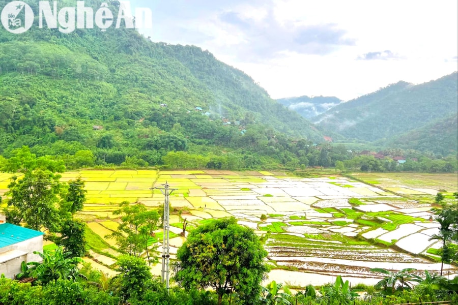 Có được chuyển đổi cơ cấu cây trồng, vật nuôi trên đất trồng lúa không?