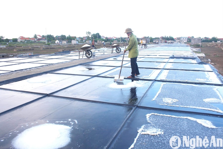 Chế độ sử dụng đất làm muối được quy định như thế nào?