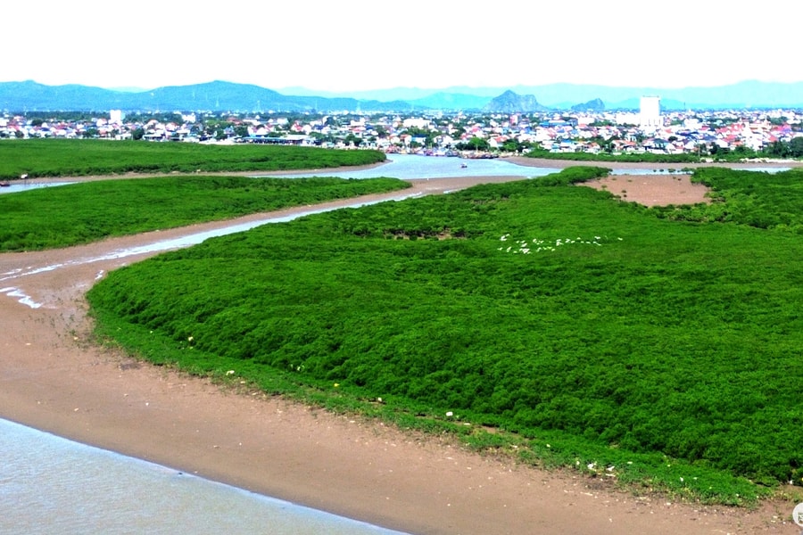 Ngắm những khu rừng ngập mặn như tấm thảm xanh nơi cửa biển ở Nghệ An