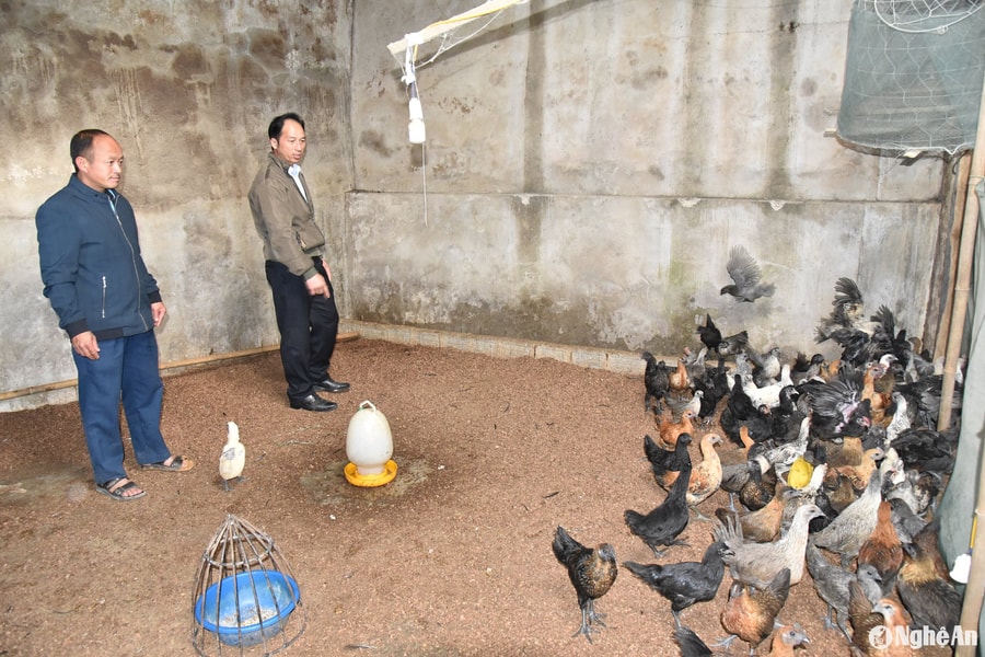 Phát triển thương hiệu gà đen Kỳ Sơn