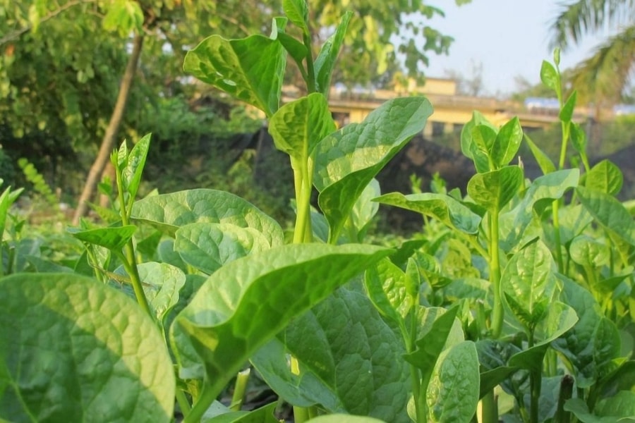 Điều cần biết khi ăn rau mồng tơi để không rước bệnh vào người