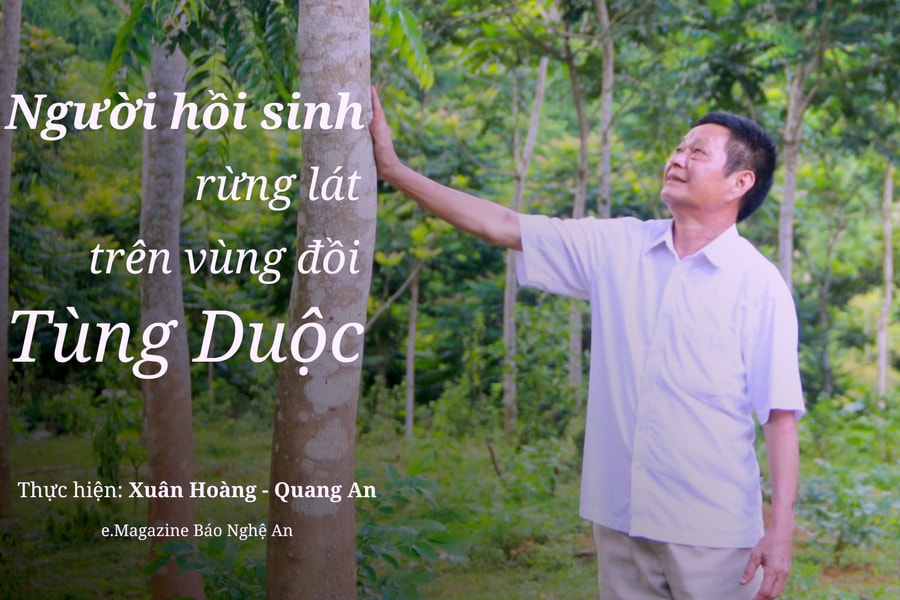 Người hồi sinh rừng lát trên vùng đồi Tùng Duộc