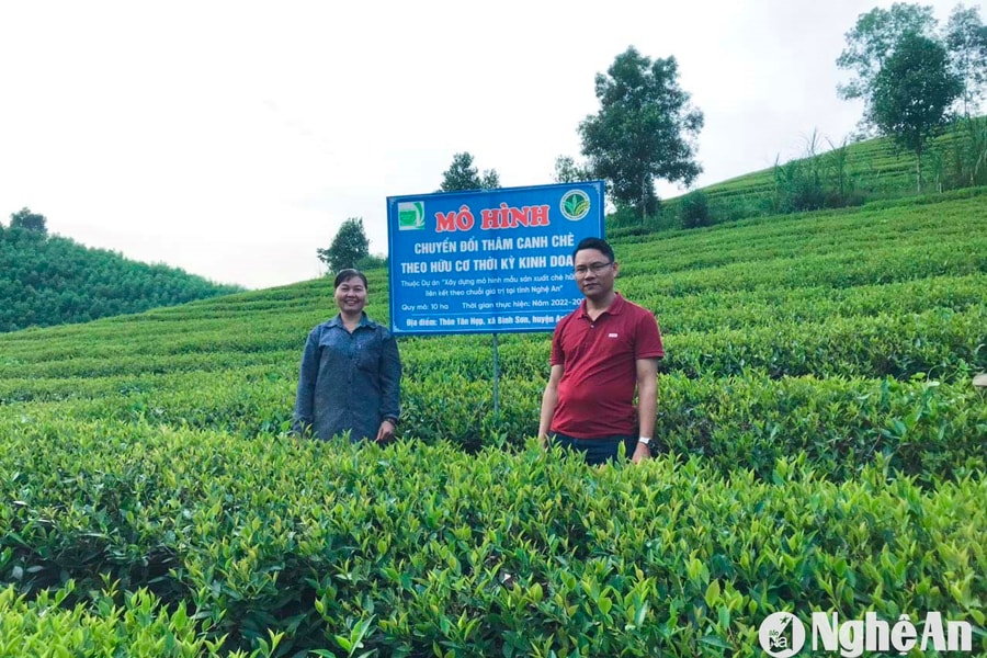 Hướng mới trong sản xuất chè hữu cơ Nghệ An