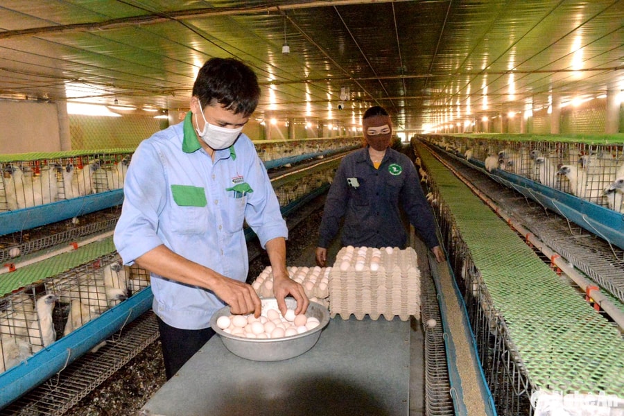 Nghi Lộc có 43 sản phẩm đạt sao OCOP