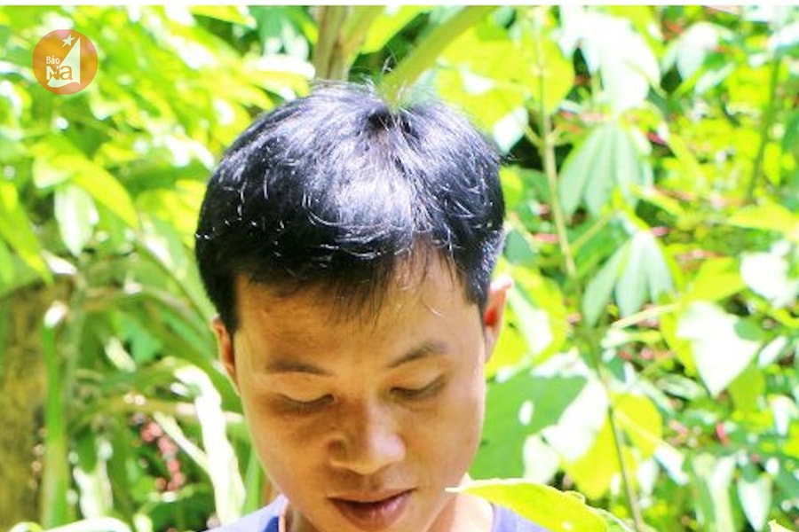 Thành công đưa cây mú từn về vườn nhà