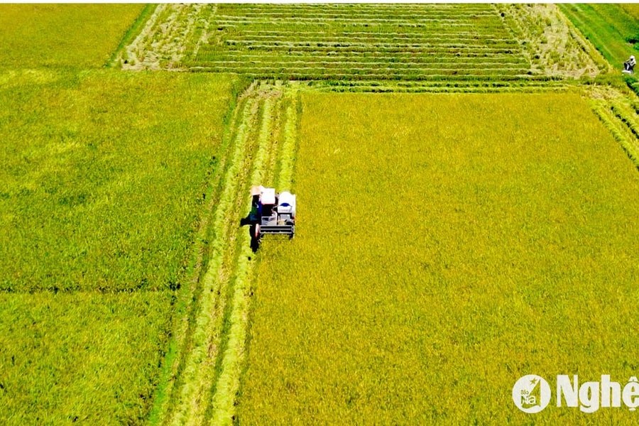 Vụ lúa hè thu ở Yên Thành đạt năng suất vượt trội 7 tấn/ha