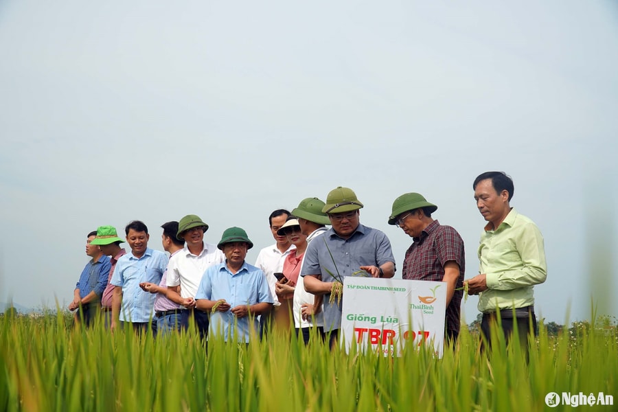 Tập trung thu hoạch nhanh gọn lúa hè thu, né tránh thiên tai