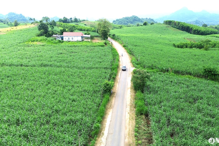 Cánh đồng mía xanh ngút ngàn ở Tân Kỳ