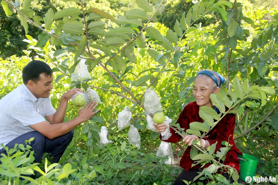 Ổi lê Đài Loan 'bén duyên' trên đất Xoóng Con