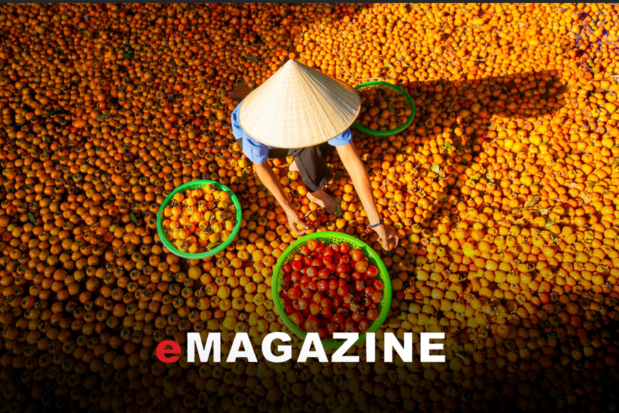 Giấc mơ nơi “thủ phủ hồng”