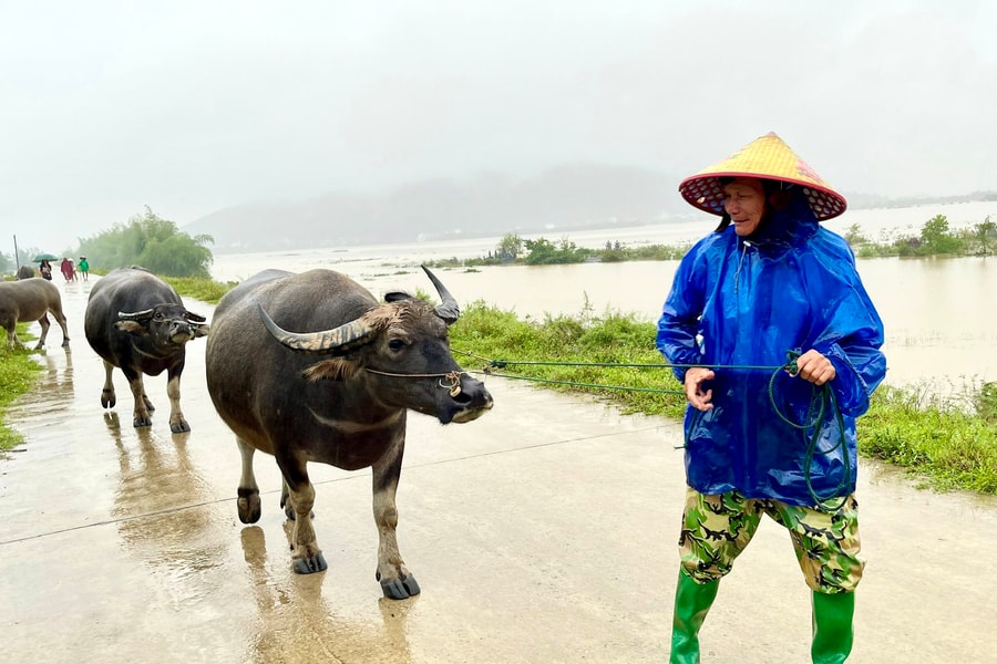 Người dân ngoài đê tả Lam đưa trâu bò, tài sản lên đê tránh lụt