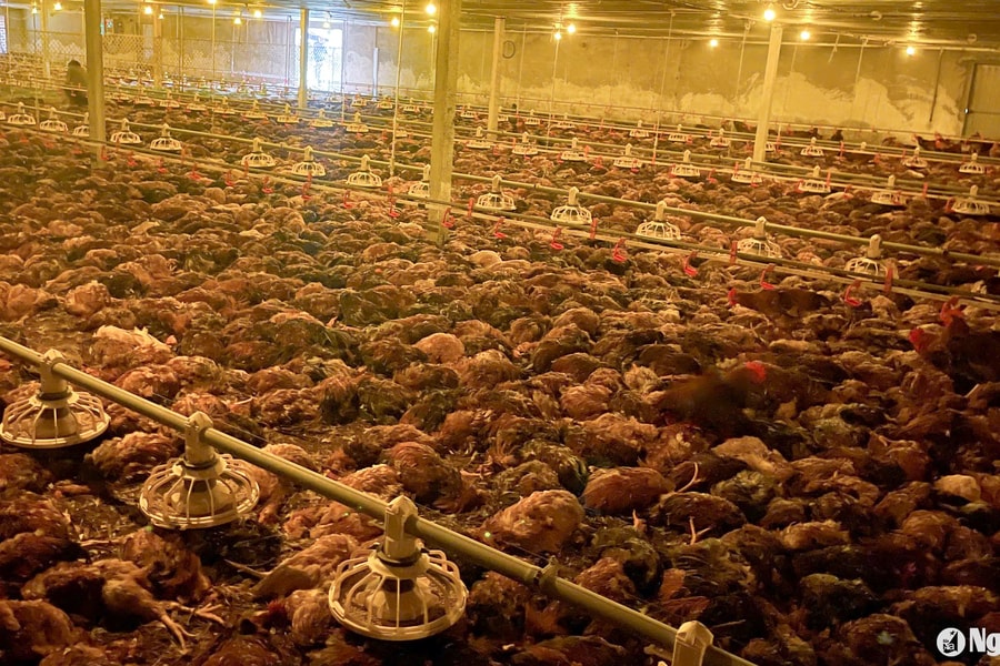 Mưa ngập, chập điện, trại gà ở thành phố Vinh chết 9.000 con