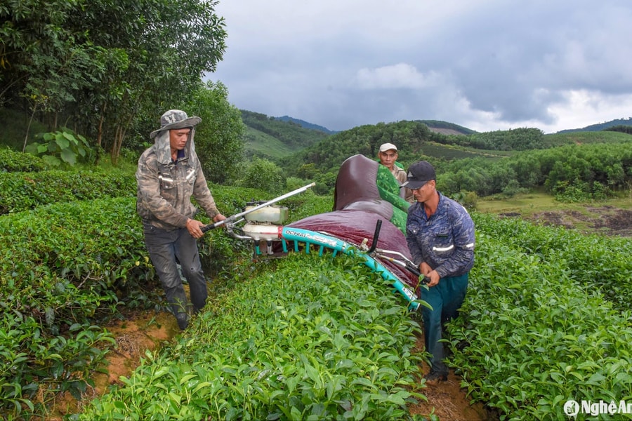 Cây chủ lực xóa nghèo ở khu tái định cư Ngọc Lâm (Thanh Chương)