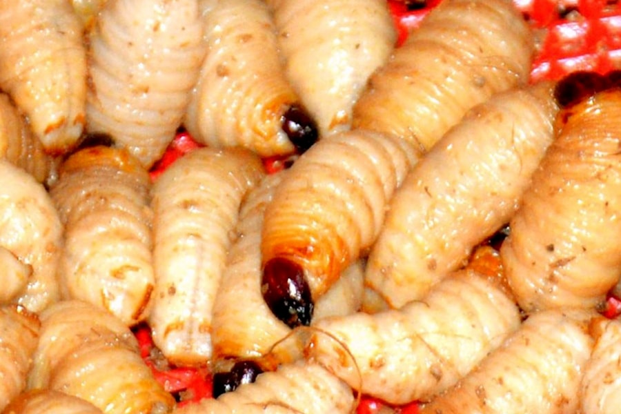 Nuôi con đuông cọ bán chạy, được giá