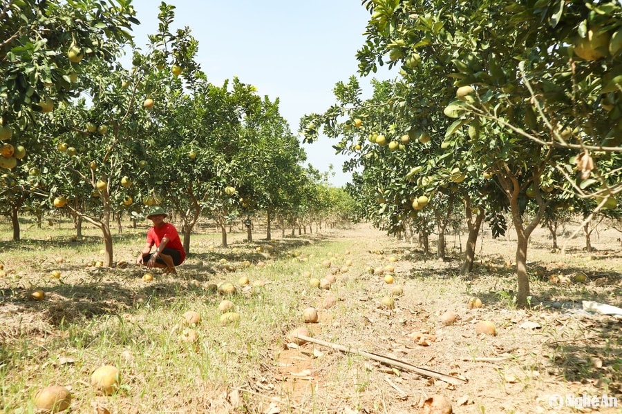 Nước rút, nắng lên, cam, bưởi ở Nghệ An rụng quả đầy gốc