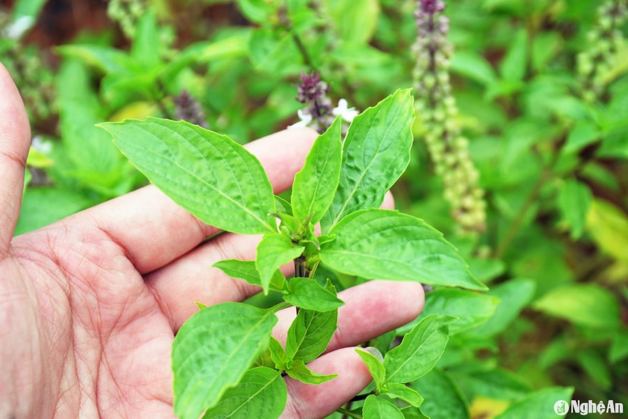 Trồng húng quế, mô hình mới trên đất Quế