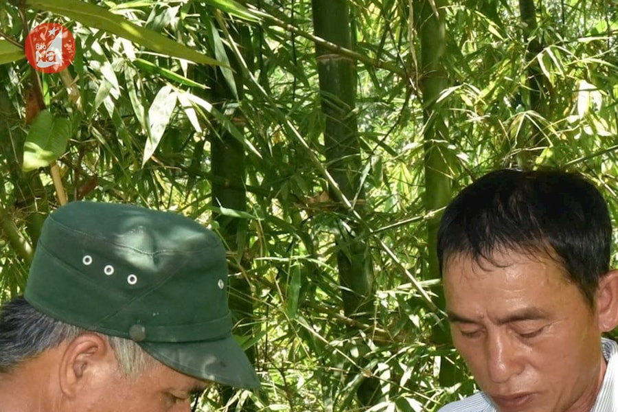 Người đi đầu ươm giống chè hoa vàng từ hạt ở Nghệ An