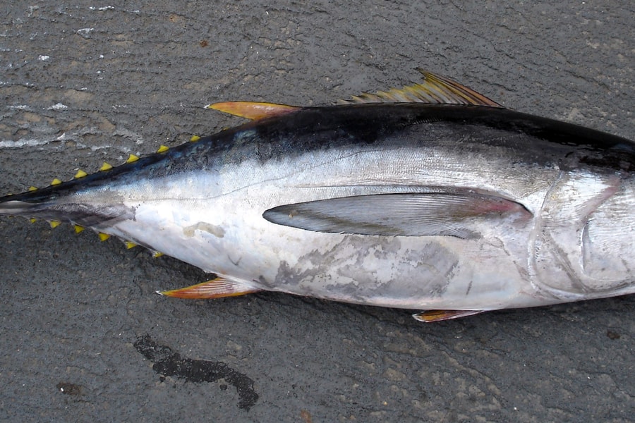 Những loại cá 'ngậm' nhiều thủy ngân, đi chợ nhớ hạn chế mua